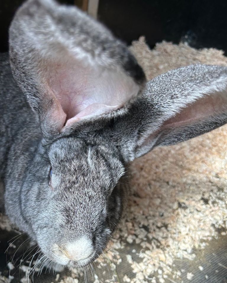 We have got the worlds biggest bunnies 