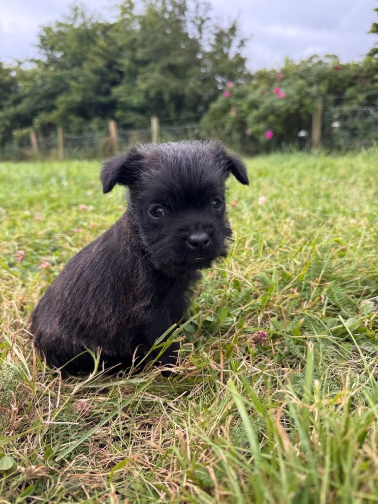 Patterdale Terrier puppy 1 dog left