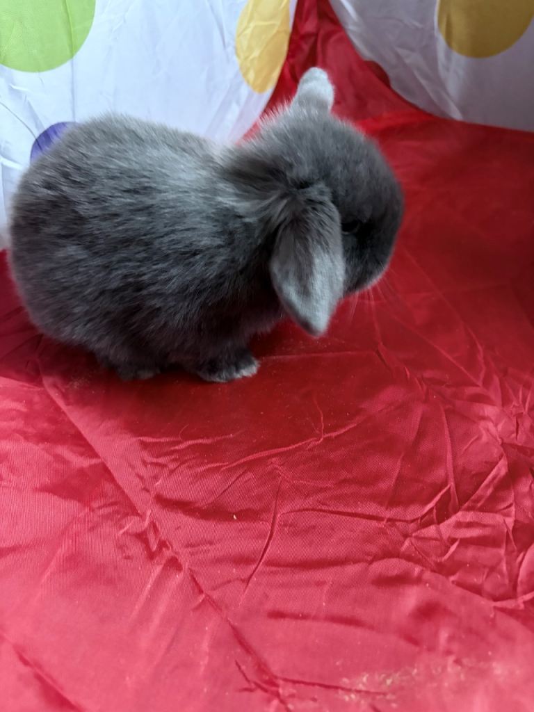 2 female baby English mini lops £50 each