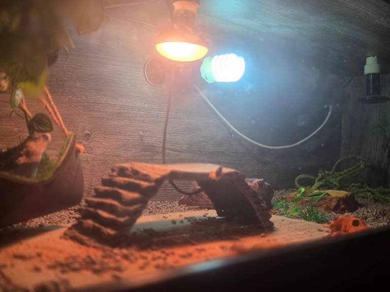 Bearded dragon and vivarium 