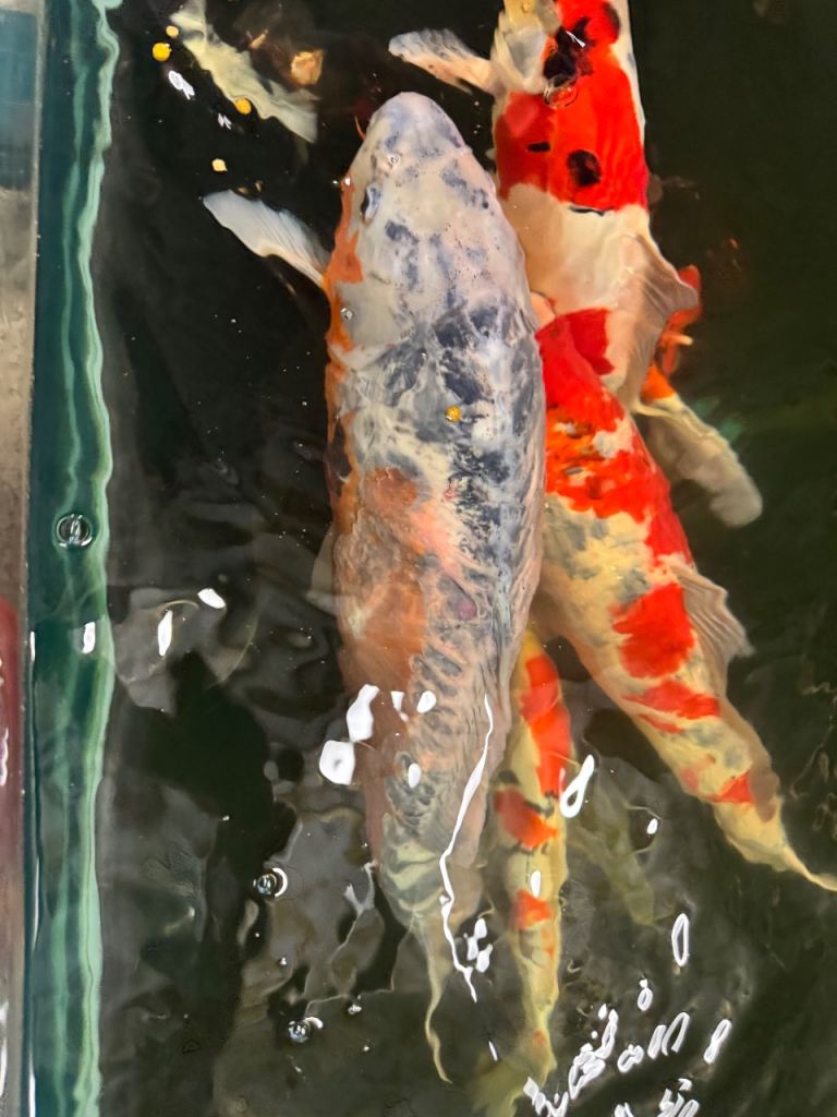 Koi for sale