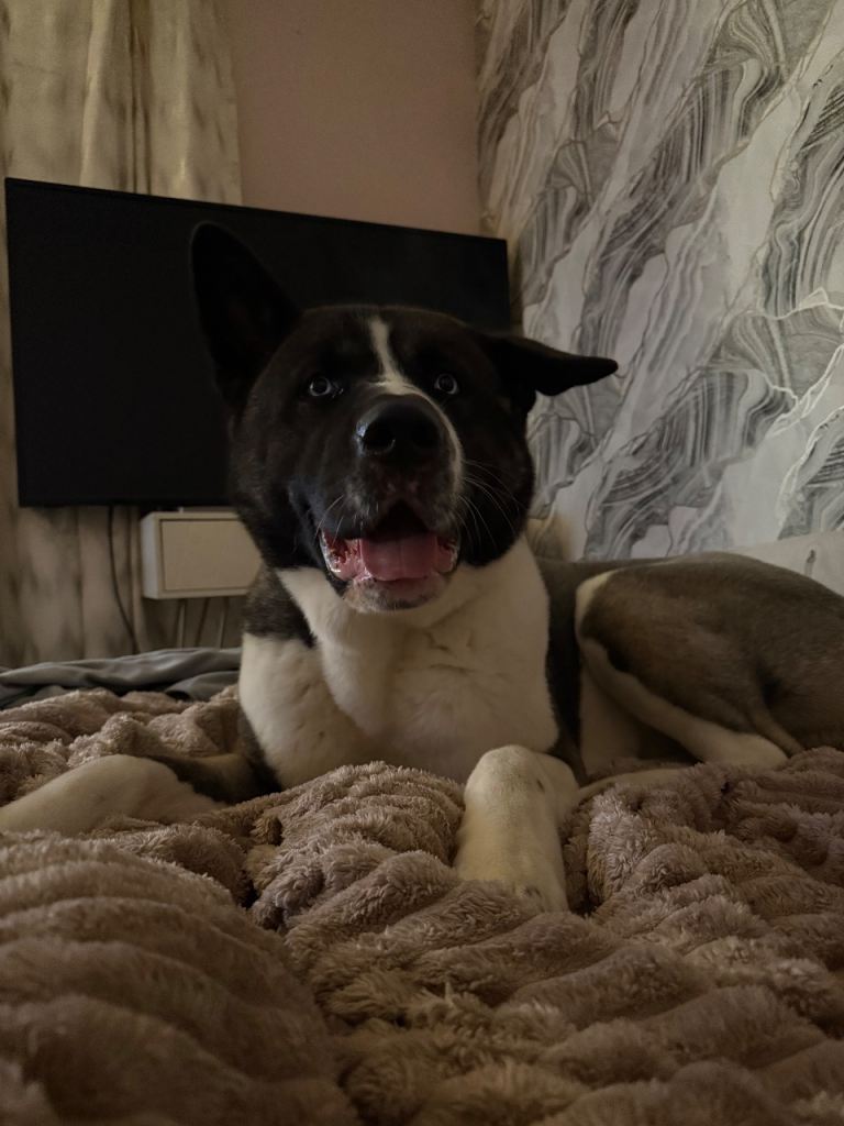 Akita/ husky