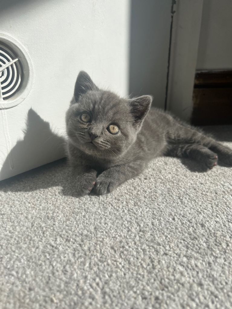 Beautiful blue British short hair kittens