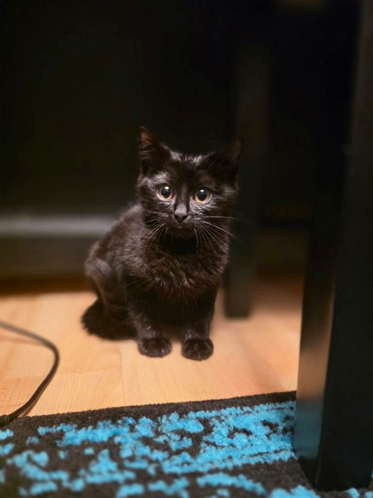Little Panther is looking for a home