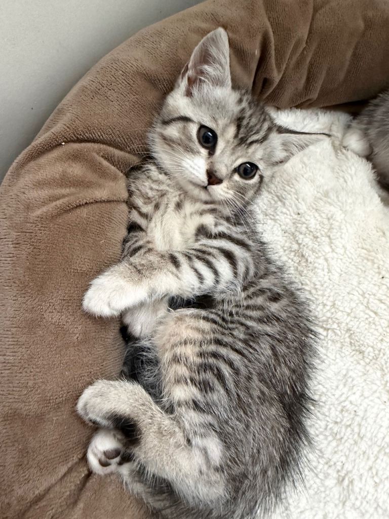 Only 2 Kittens Left 