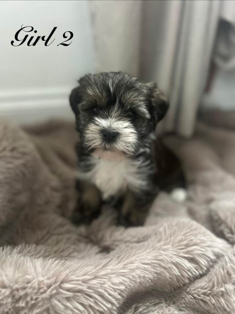 7 adorable shih Tzu X Yorkshire terrier puppies ready to go soon