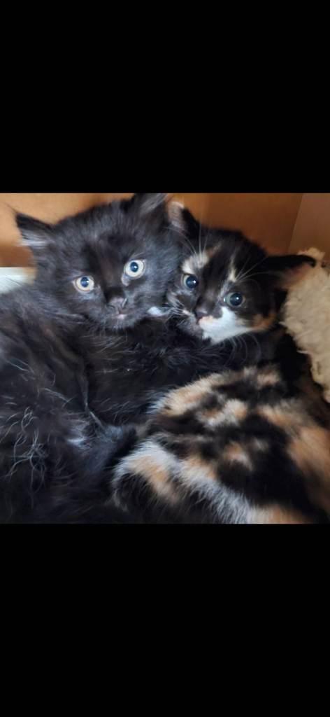 Kitten