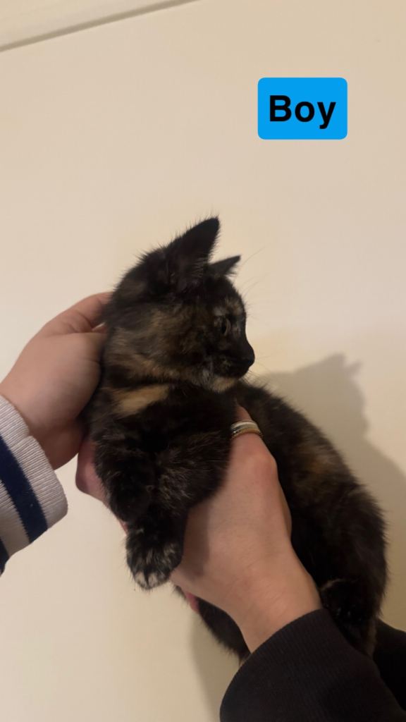 Gorgeous kittens ready for their forever homes