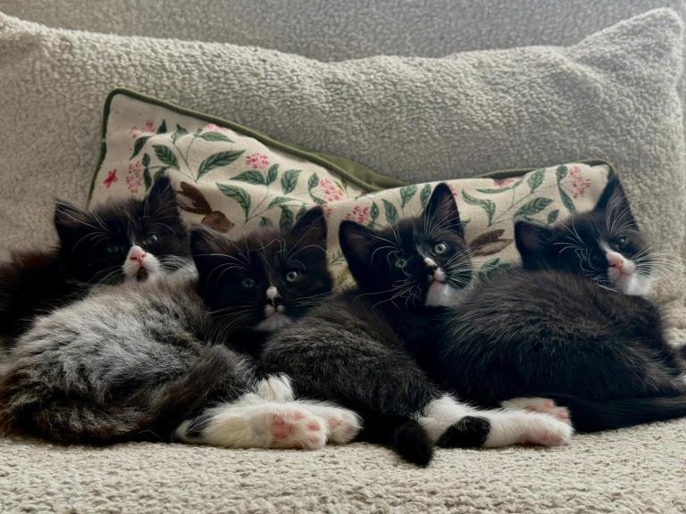 Kittens For Sale