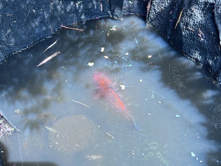 Koi carp