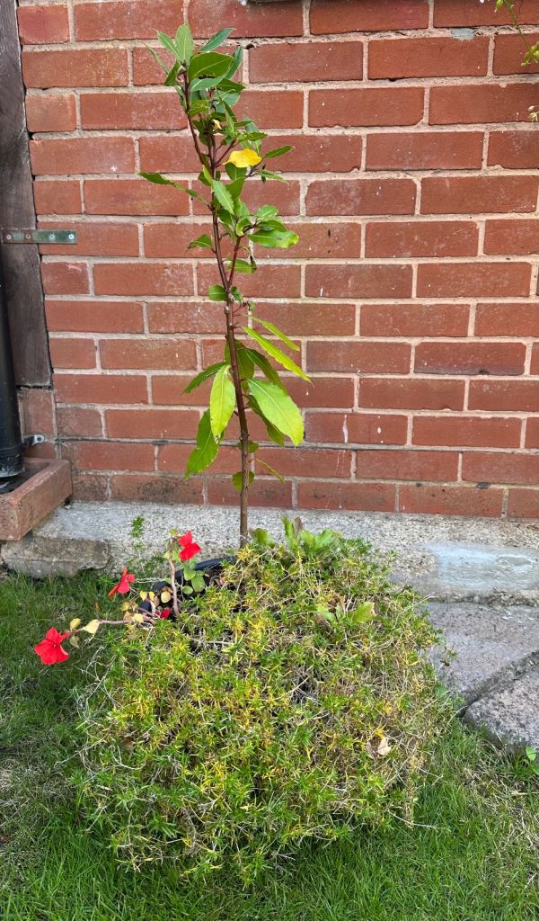 Bay tree sapling and phlox (collection off M1 junction 35)