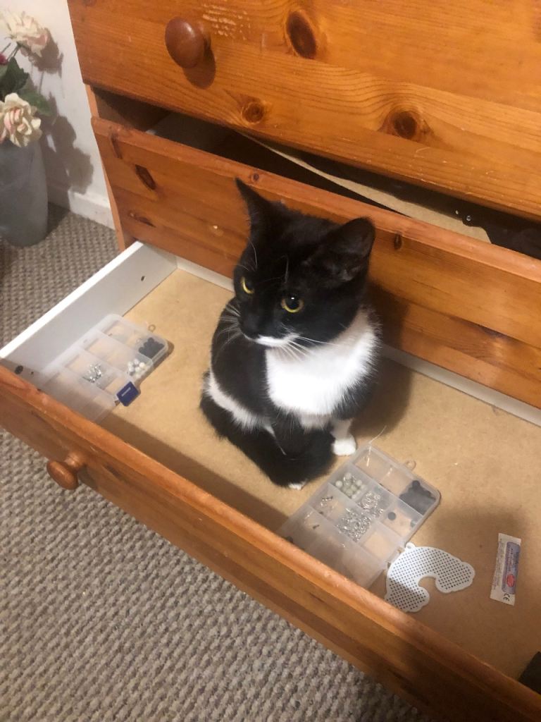 11month old female kitten looking for a loving home