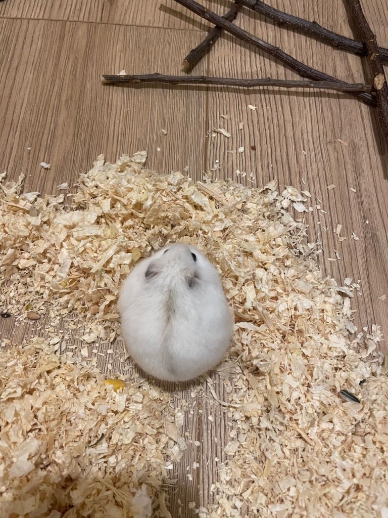 Russian dwarf hamster (male) with cage