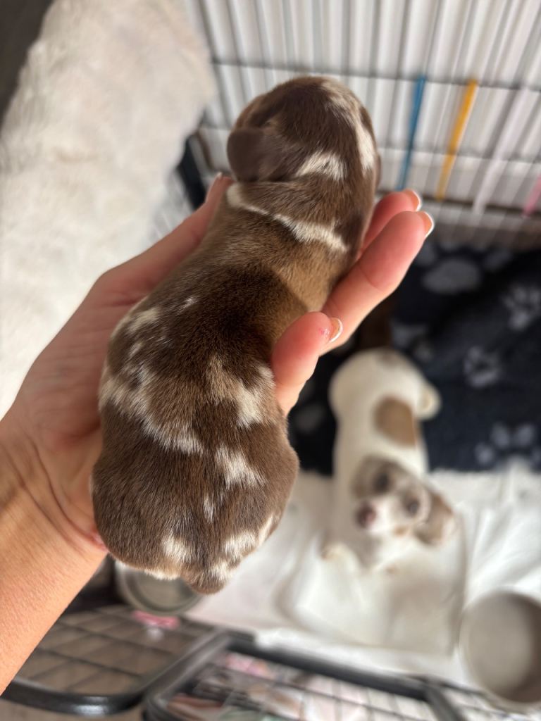 Miniature dachshund available 