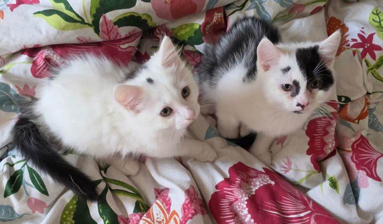Adorable very friendly kittens