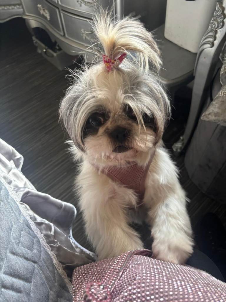 Beautiful Shih-tzu girl dog