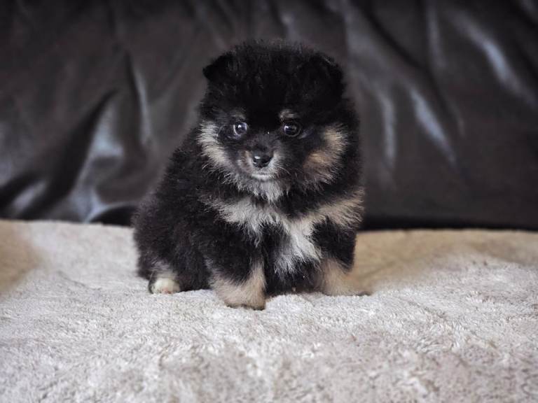 1 pomeranian baby boy