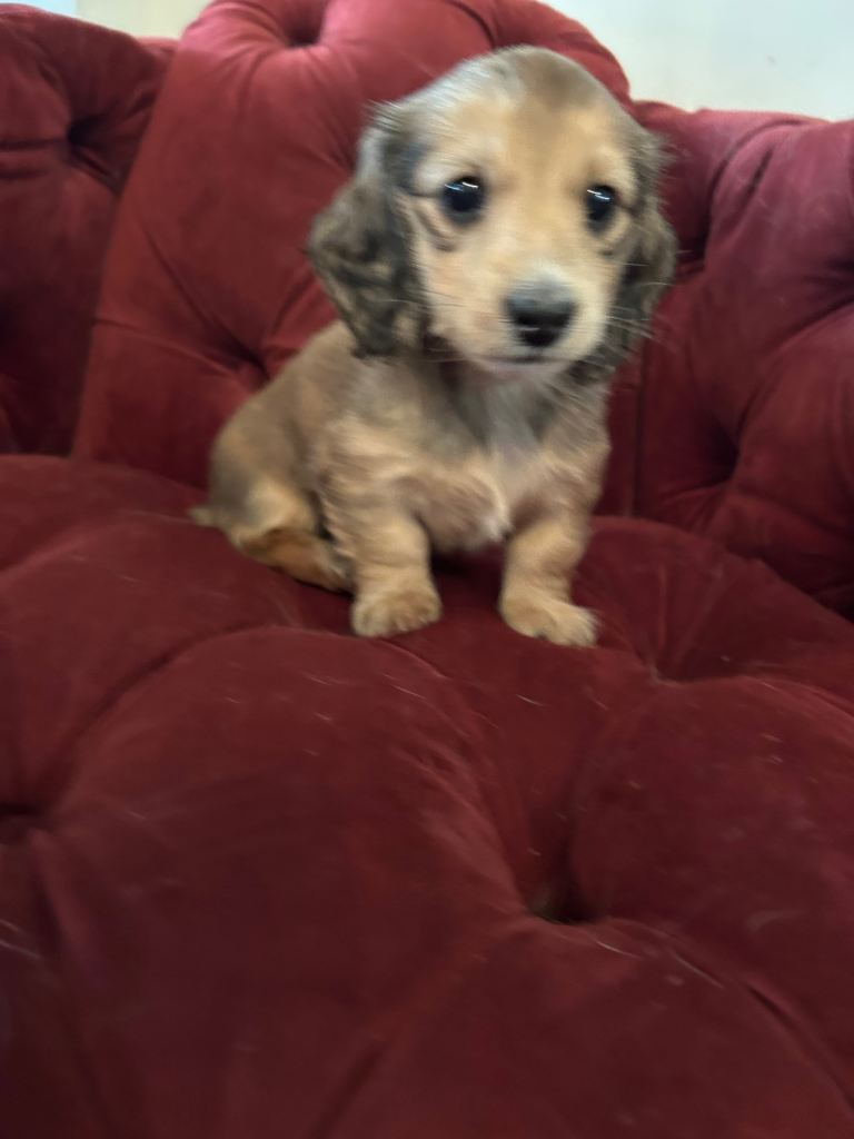 LAST BOY/SHADED CREAM LONGHAIR MINIATURE DACHSHUND PUPPIES