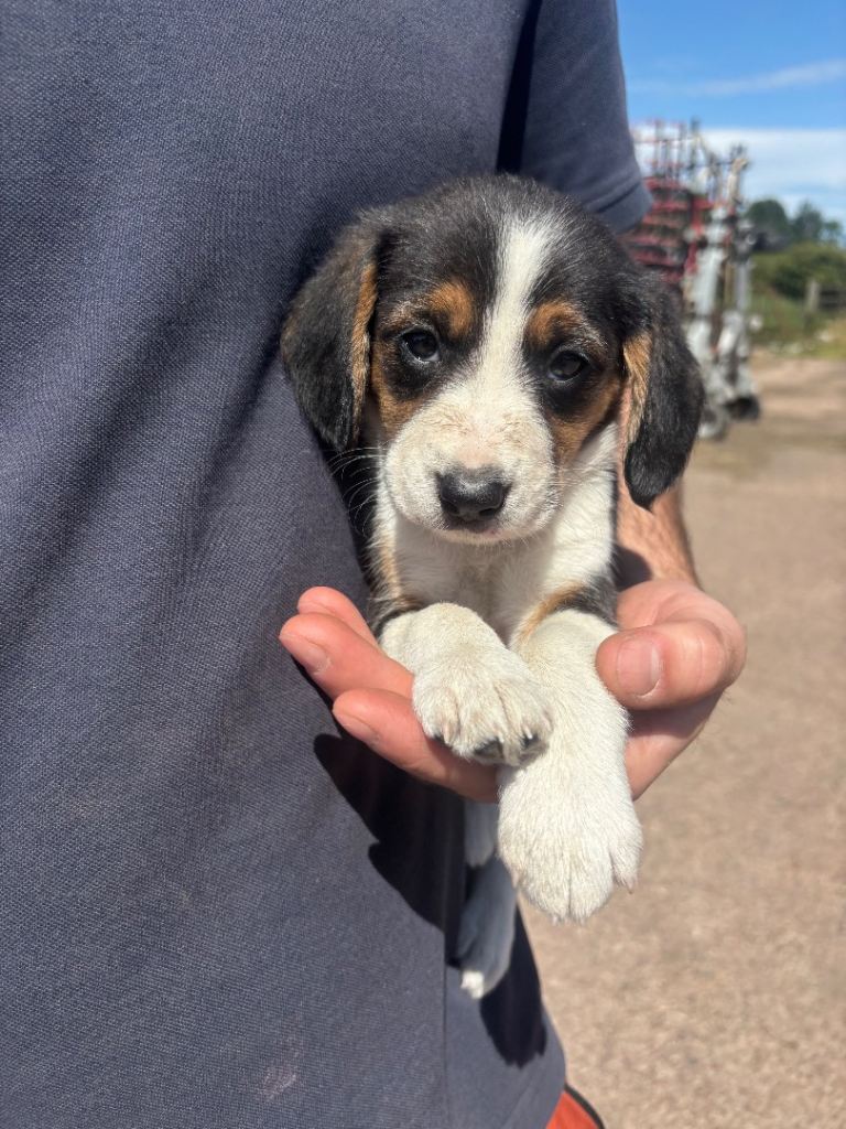 Beagle x border collie pups for sale 