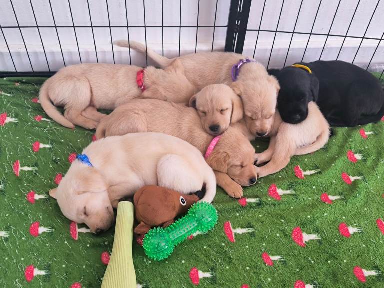 Labrador retriever puppies 