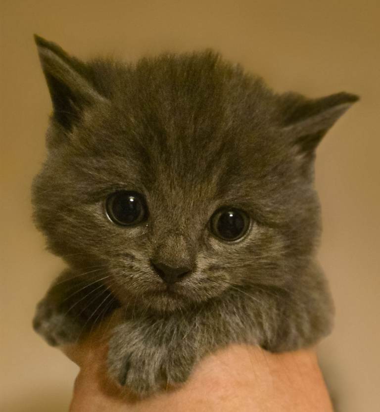 British Shorthair blue cross kittens