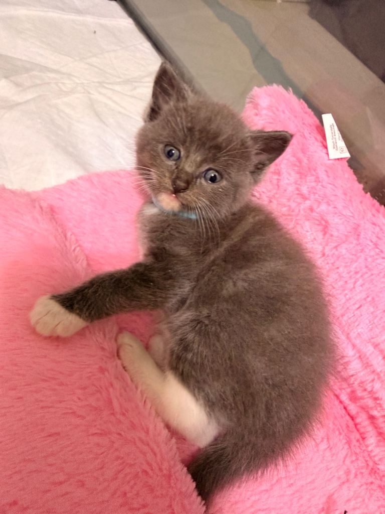 Ragdoll Cross Kittens – only 3 Boys left! – Ready at 8 weeks