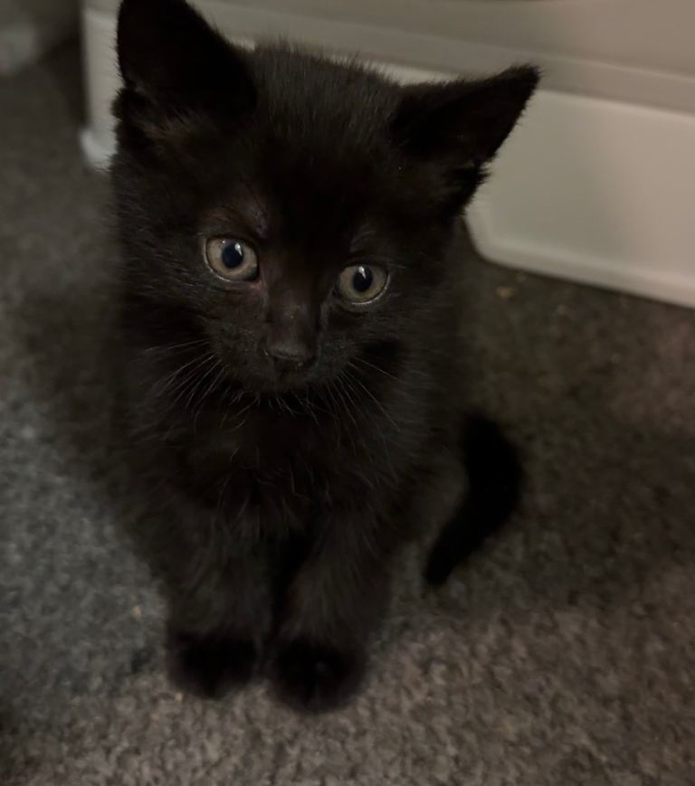 Domestic short hair all black male