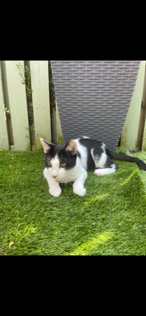 Kittens for sale/ ready to leave now! 