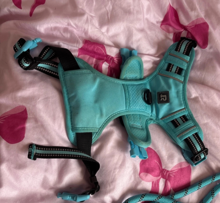 Blue dog harness 