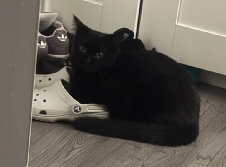 1 year old black kitten 