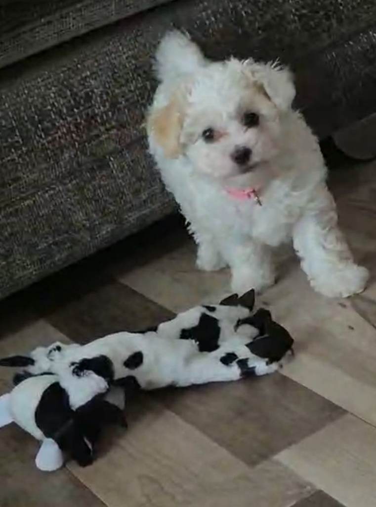 Bichon Maltes Girl