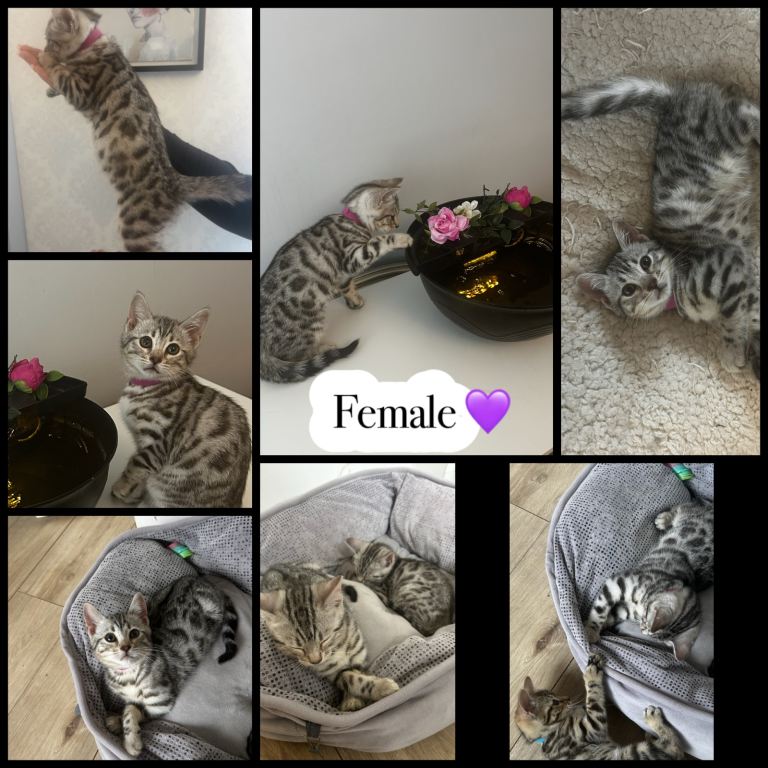 Looking for their forever home 🤍