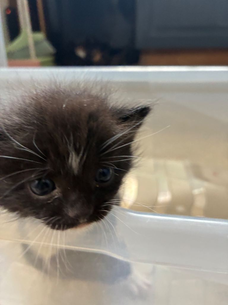 Sittingbourne ME10, adorable kittens for a loving home , can deliver 