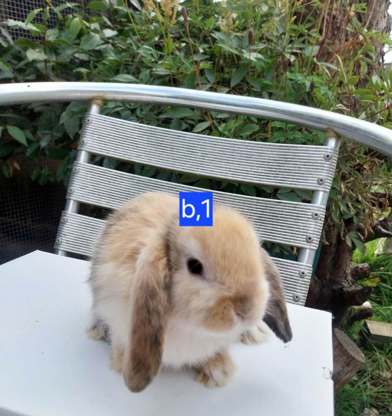 Mini lops for sale 