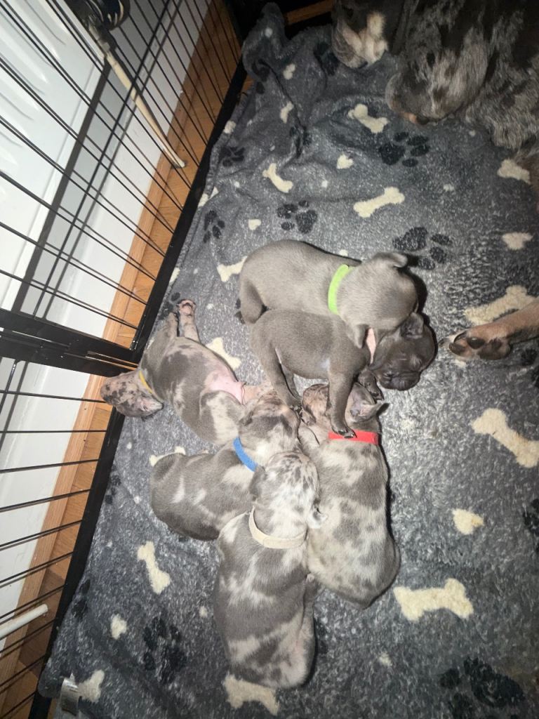 French bulldog x Staffordshire bull terrier puppy’s for sale