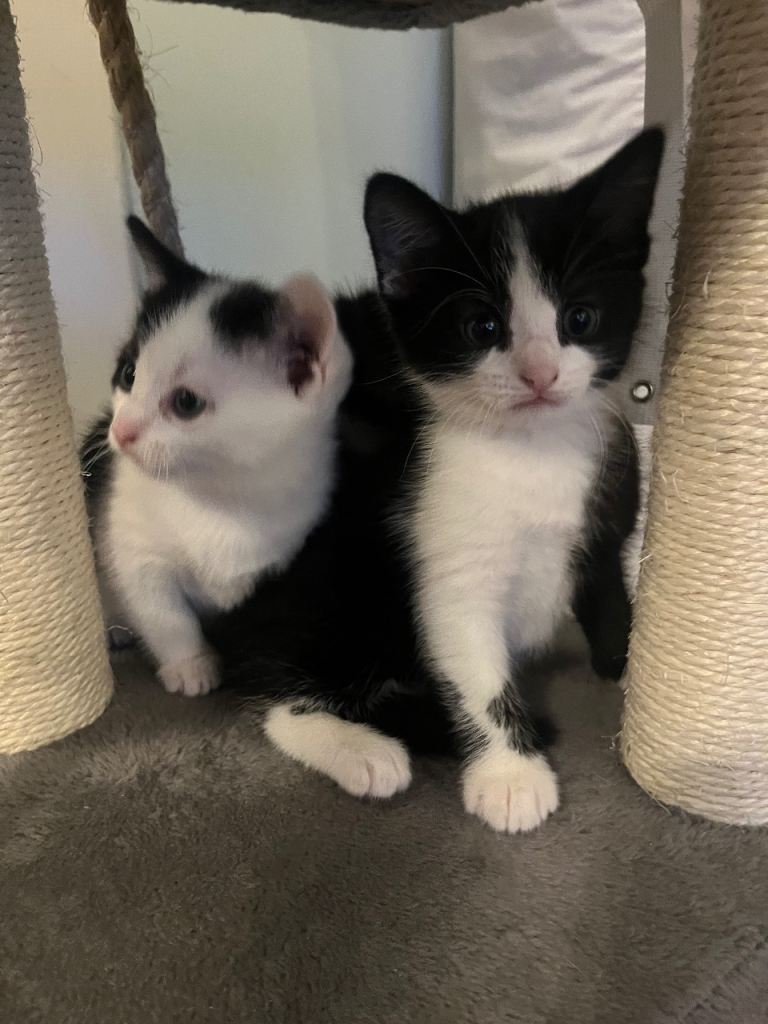 Adorable kittens are looking for new homes