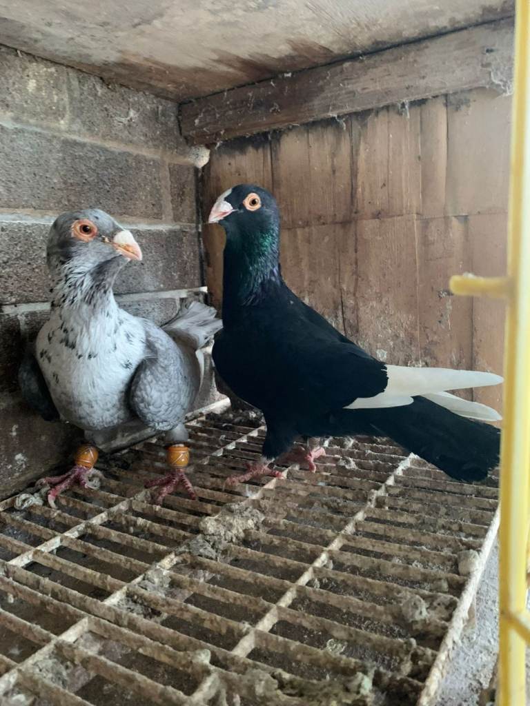 Syrian Pigeon for sale