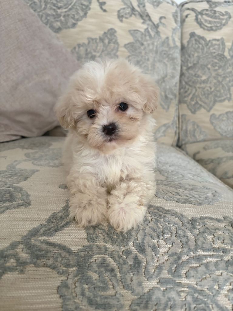 Shihpoo Puppies 