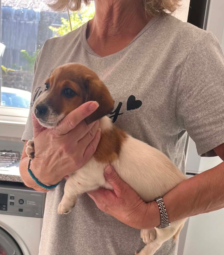 Puppies for sale Reducing price