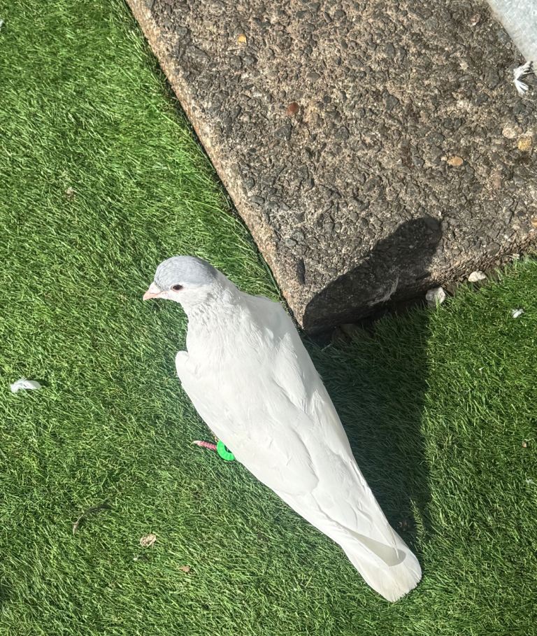 Afghan pigeons 