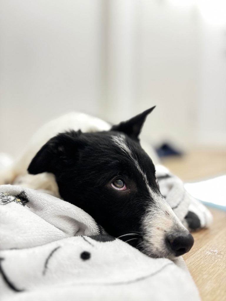 Border collie 12 weeks old