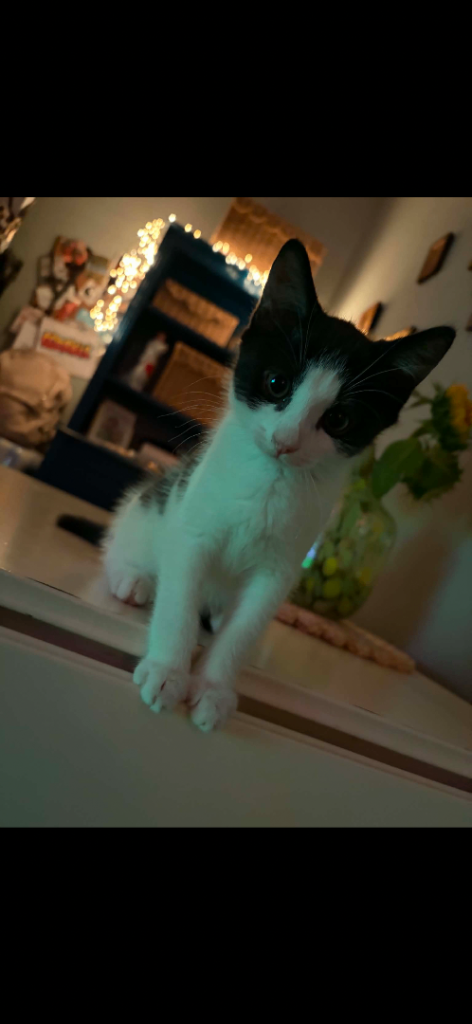 Kittens looking for home