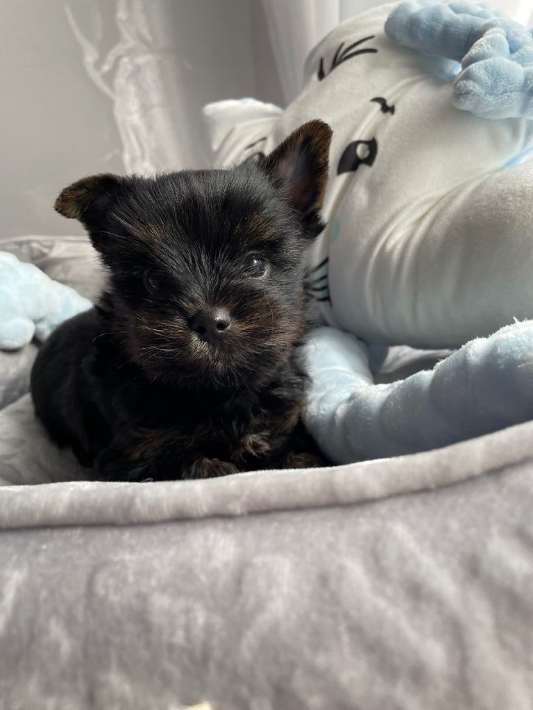 only one left pure breed yorkshire terrier 