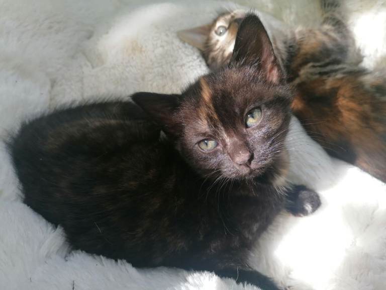 Lovely Tortoiseshell Girl Kitten – 8 Weeks Old – £80