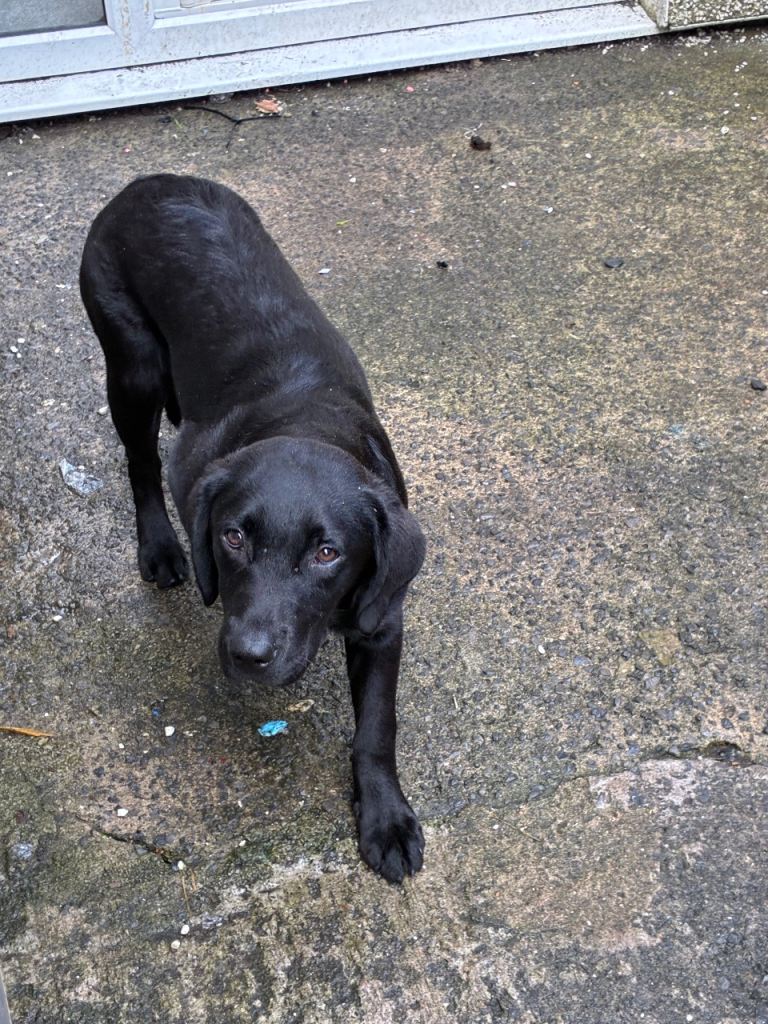 Beautiful female Labrador 