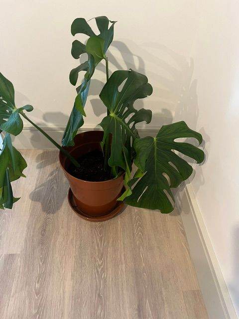 Monstera Deliciosa Plant in Terracotta Pot – Good Condition