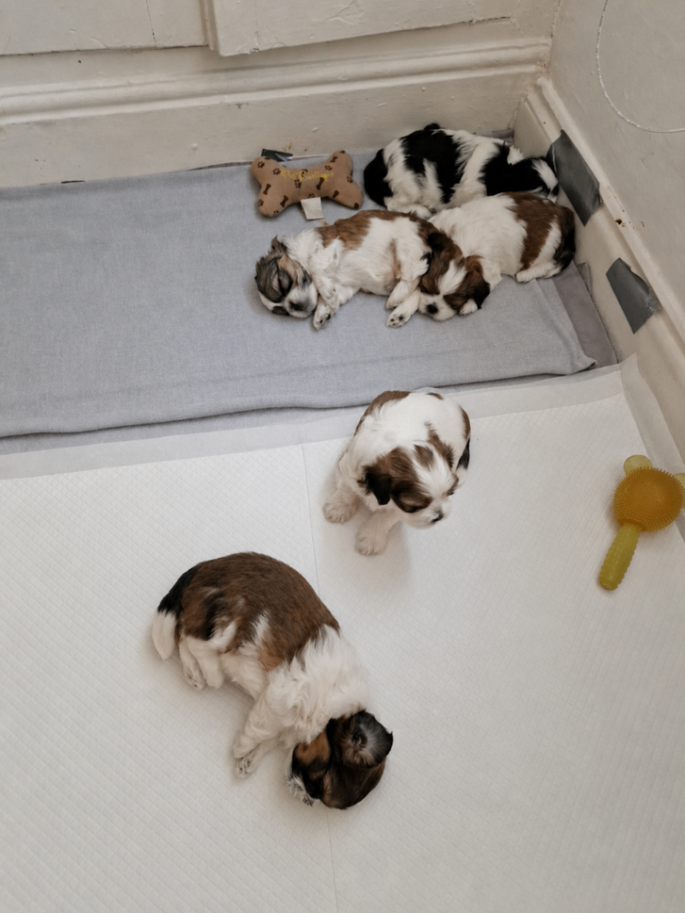 Puppies (from shitzu and bichon frise mix breed) 