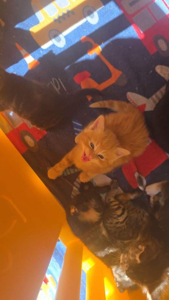 Mixed kitten.looking for new homes. 