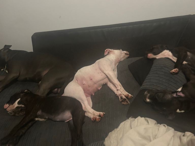 2 Lovely Staffie Pups need more attention. 