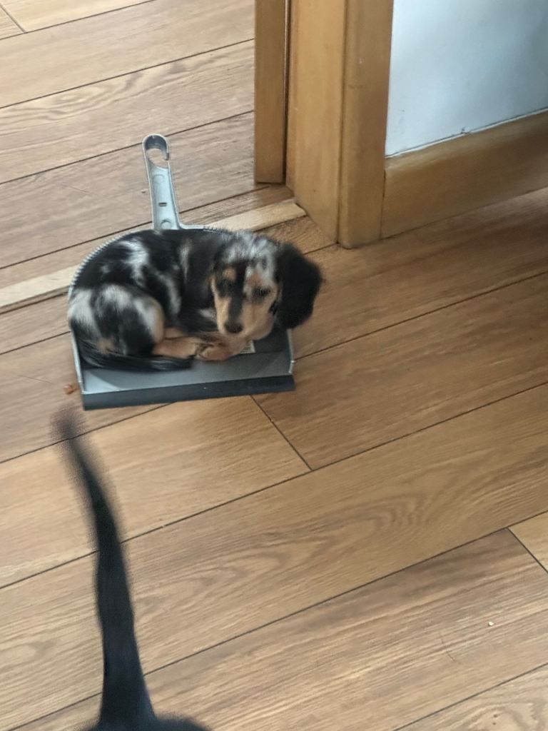 2 miniature Dachshund puppies 